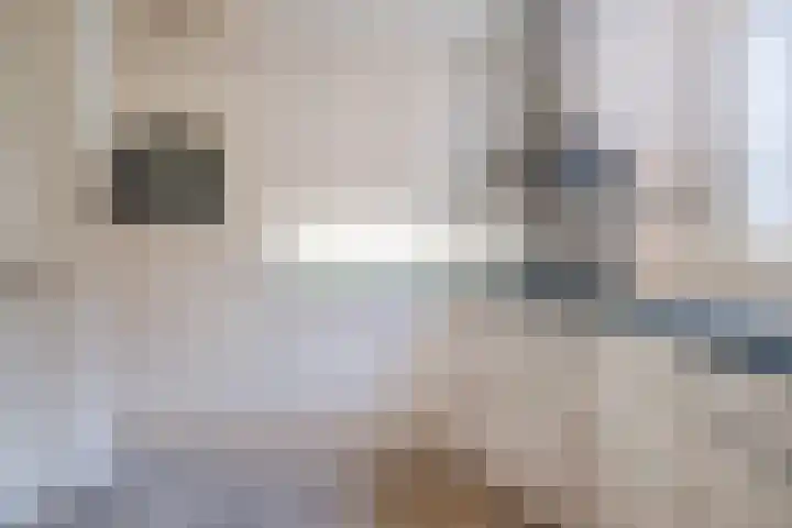 Schuilevinkje 11 Best thumbnail 19