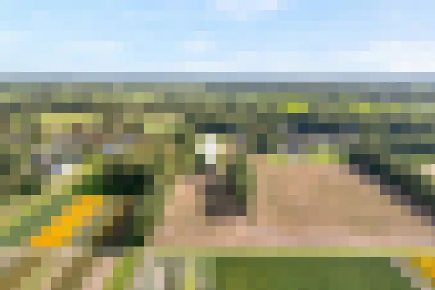 Schuineslootweg 36 Schuinesloot thumbnail 14