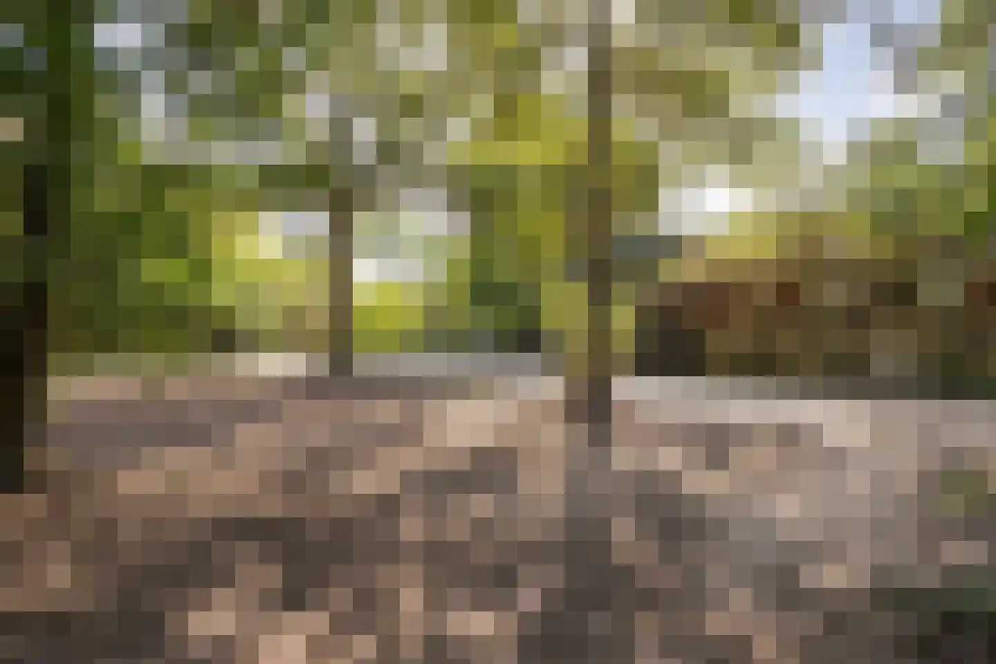 Schuineslootweg 36 Schuinesloot thumbnail 42
