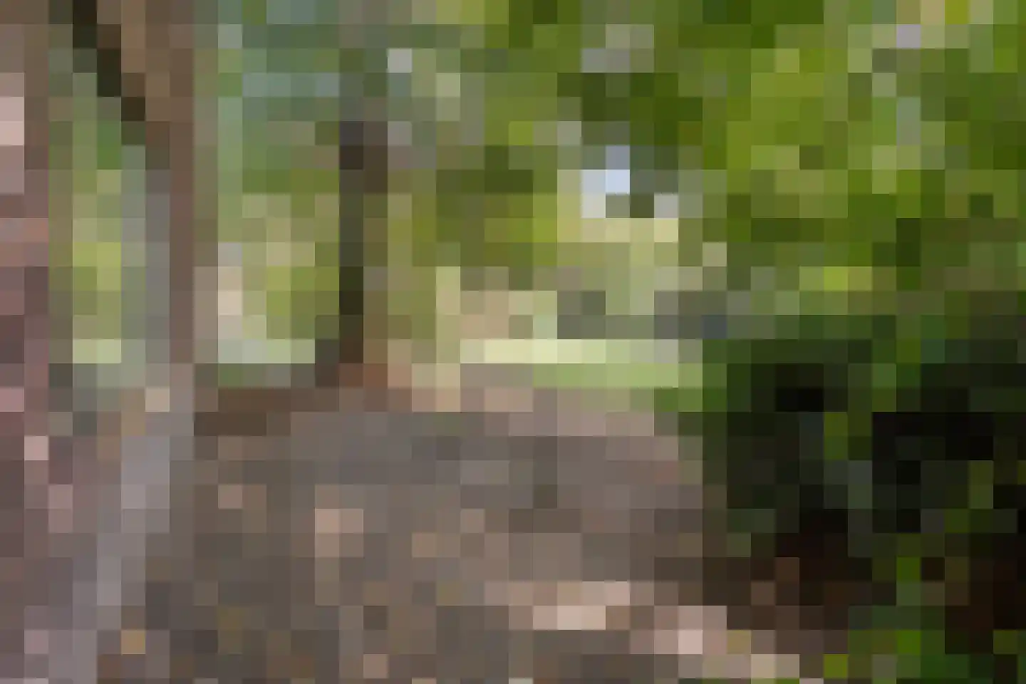 Schuineslootweg 36 Schuinesloot thumbnail 43