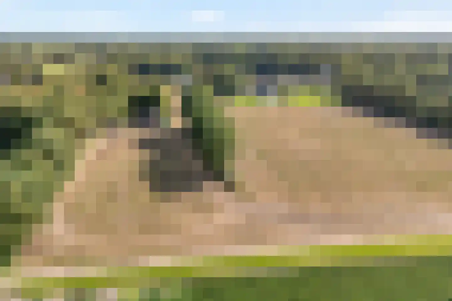 Schuineslootweg 36 Schuinesloot thumbnail 60