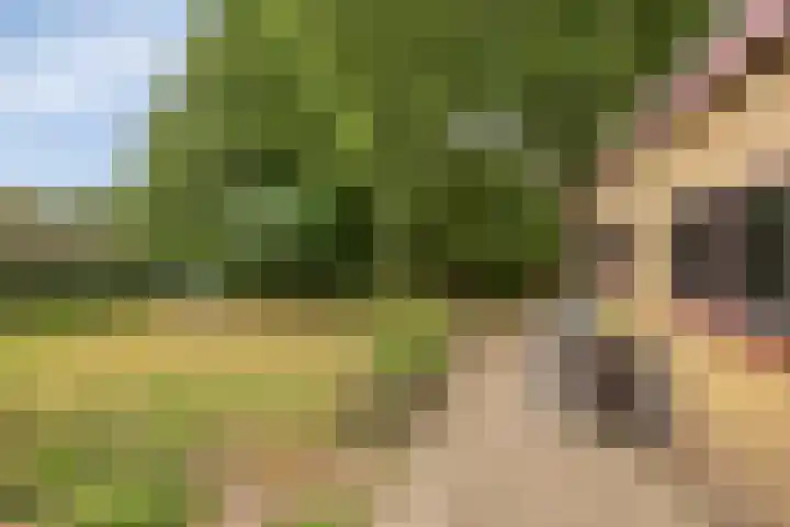 Schuineslootweg 50 Schuinesloot thumbnail 27
