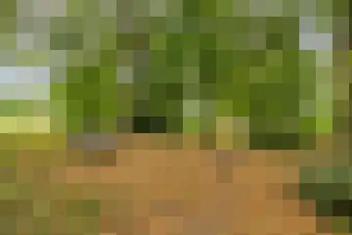 Schuineslootweg 50 Schuinesloot thumbnail 31