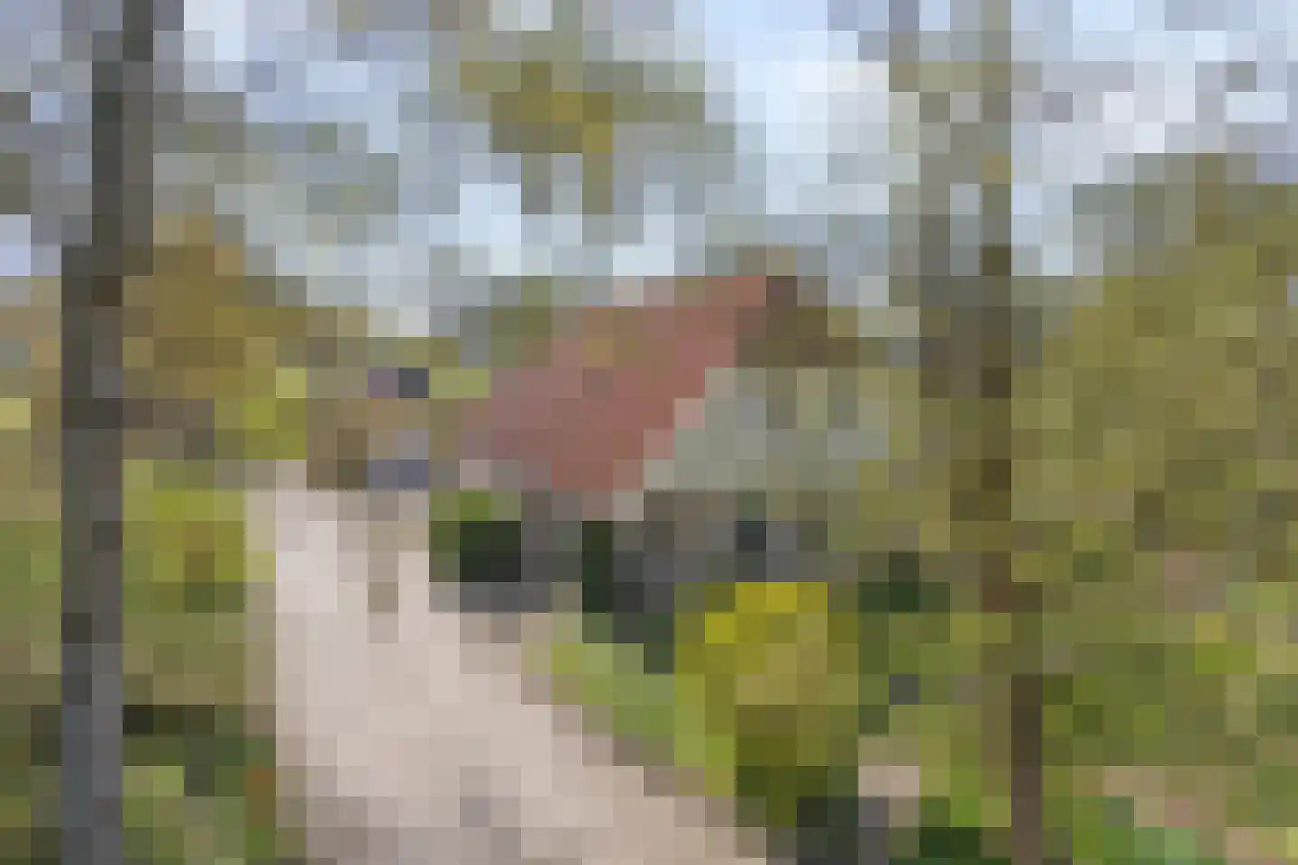 Schuinpad 40 Oldeberkoop thumbnail 34