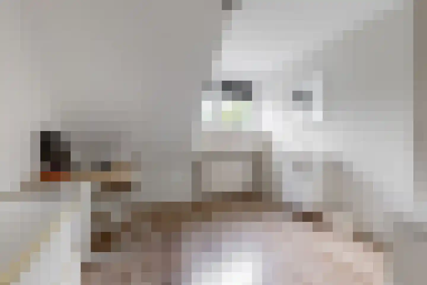 Schuit 12 Woerden thumbnail 16