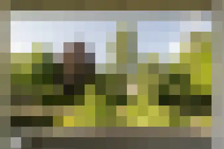 Schulpweg 6 Aerdenhout thumbnail 36