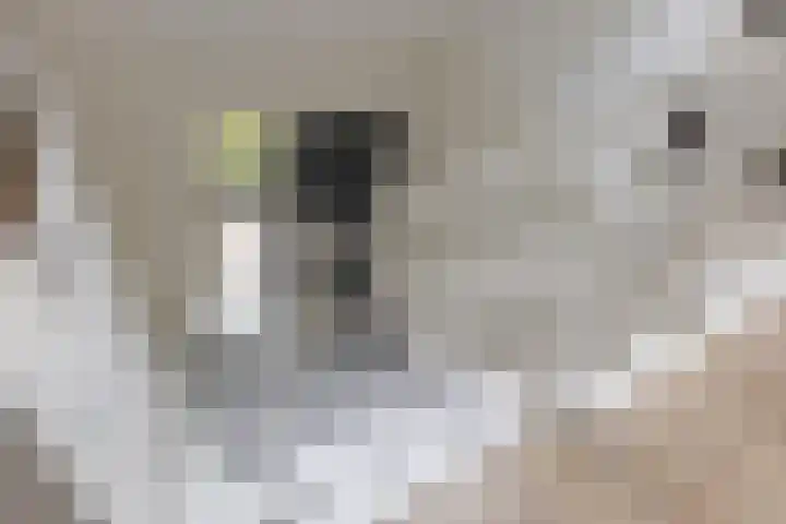 Schultestraat 13 Borger thumbnail 33