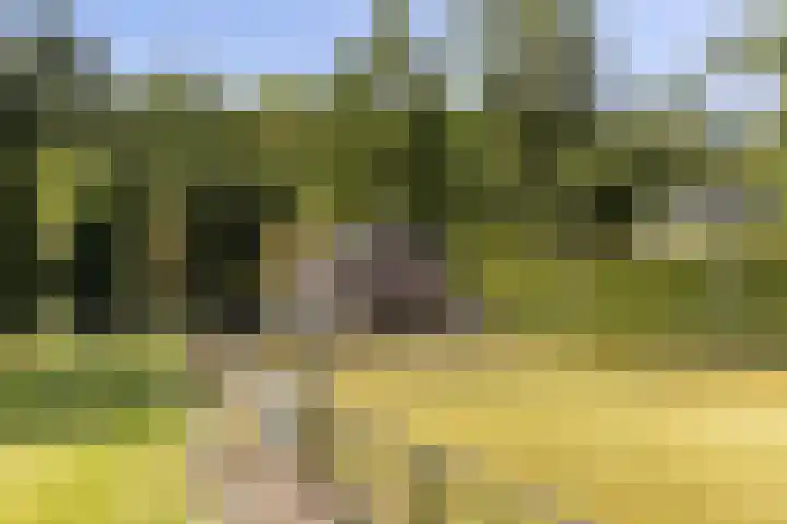 Schupperijweg 29 Wenum Wiesel thumbnail 4