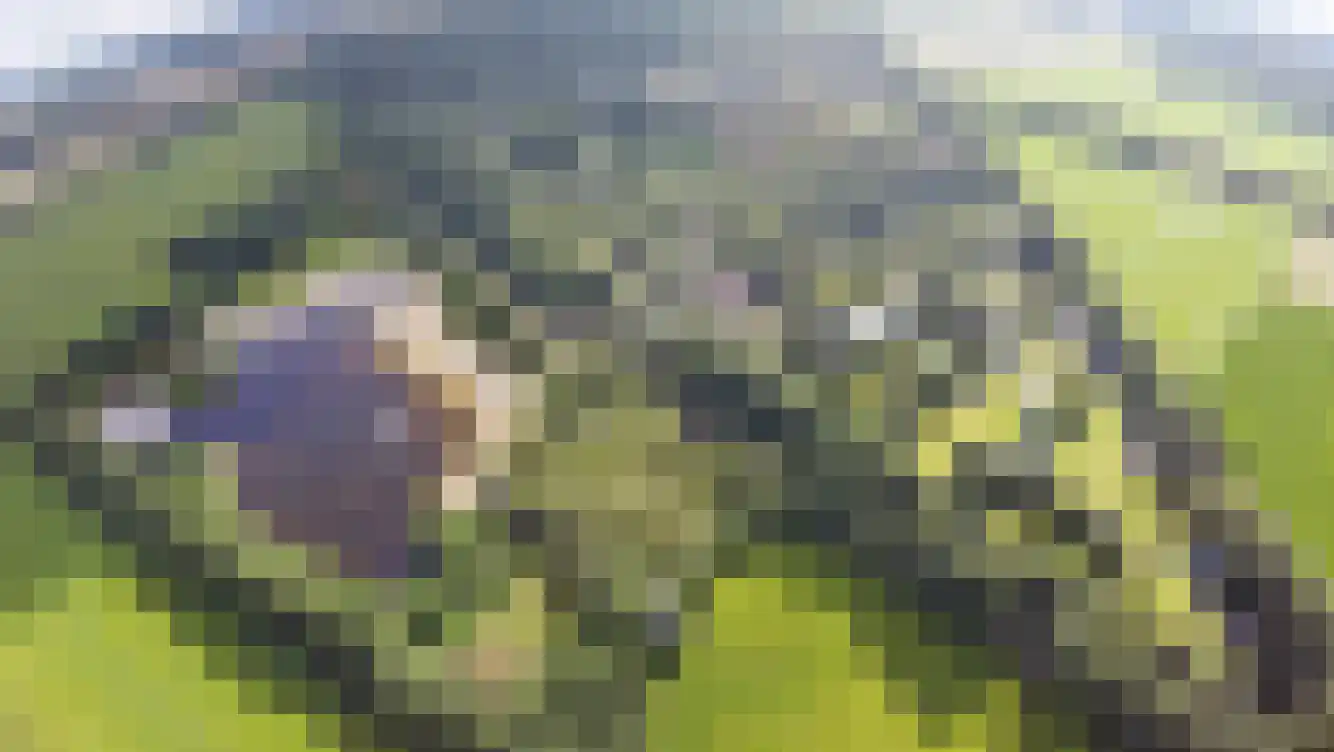 Schurerslaan 4 25 Wateren thumbnail 16