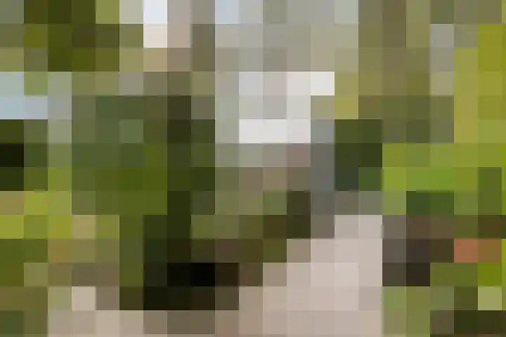 Schuringsedijk 154 Numansdorp thumbnail 47
