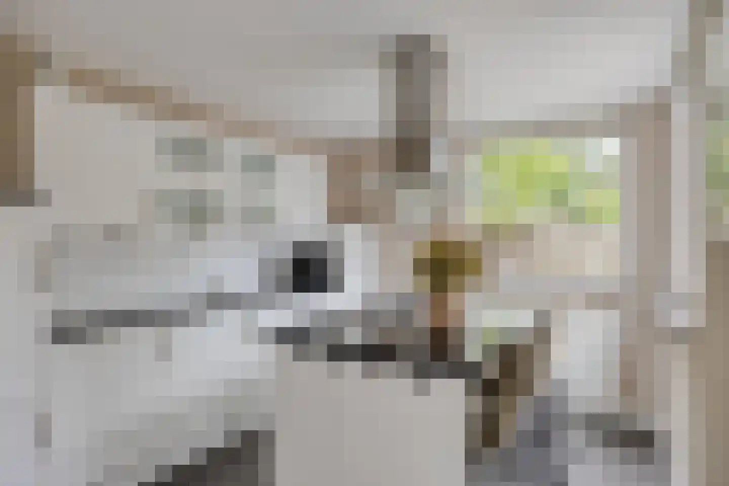 Schutsboom 1 Geldrop foto 3