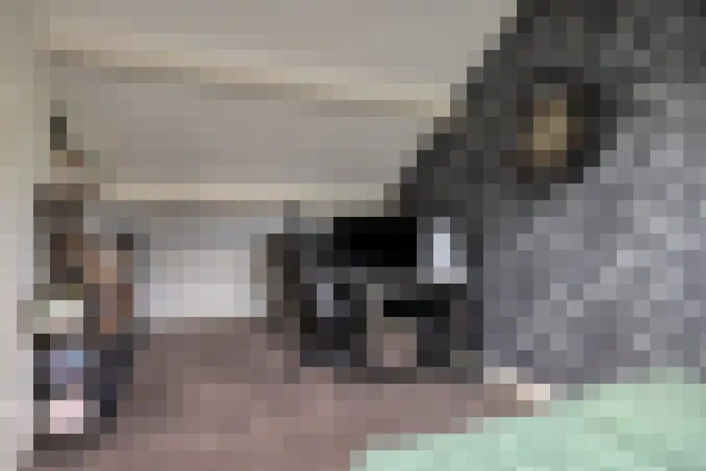 Schutsboom 1 Geldrop thumbnail 30