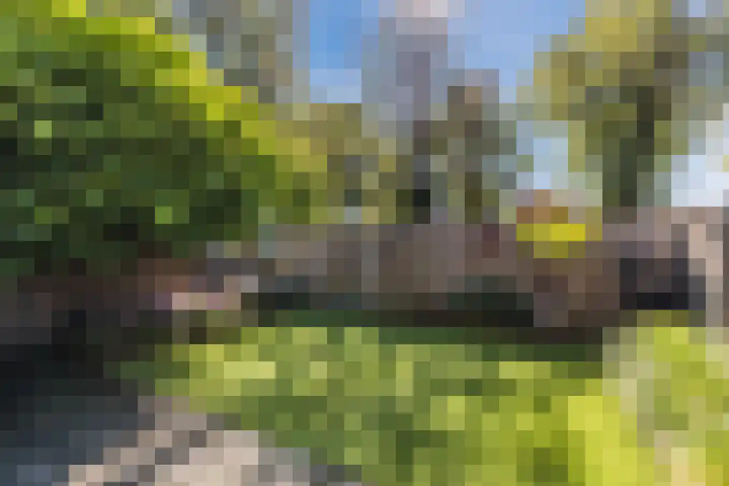 Schutsboom 1 Geldrop thumbnail 43
