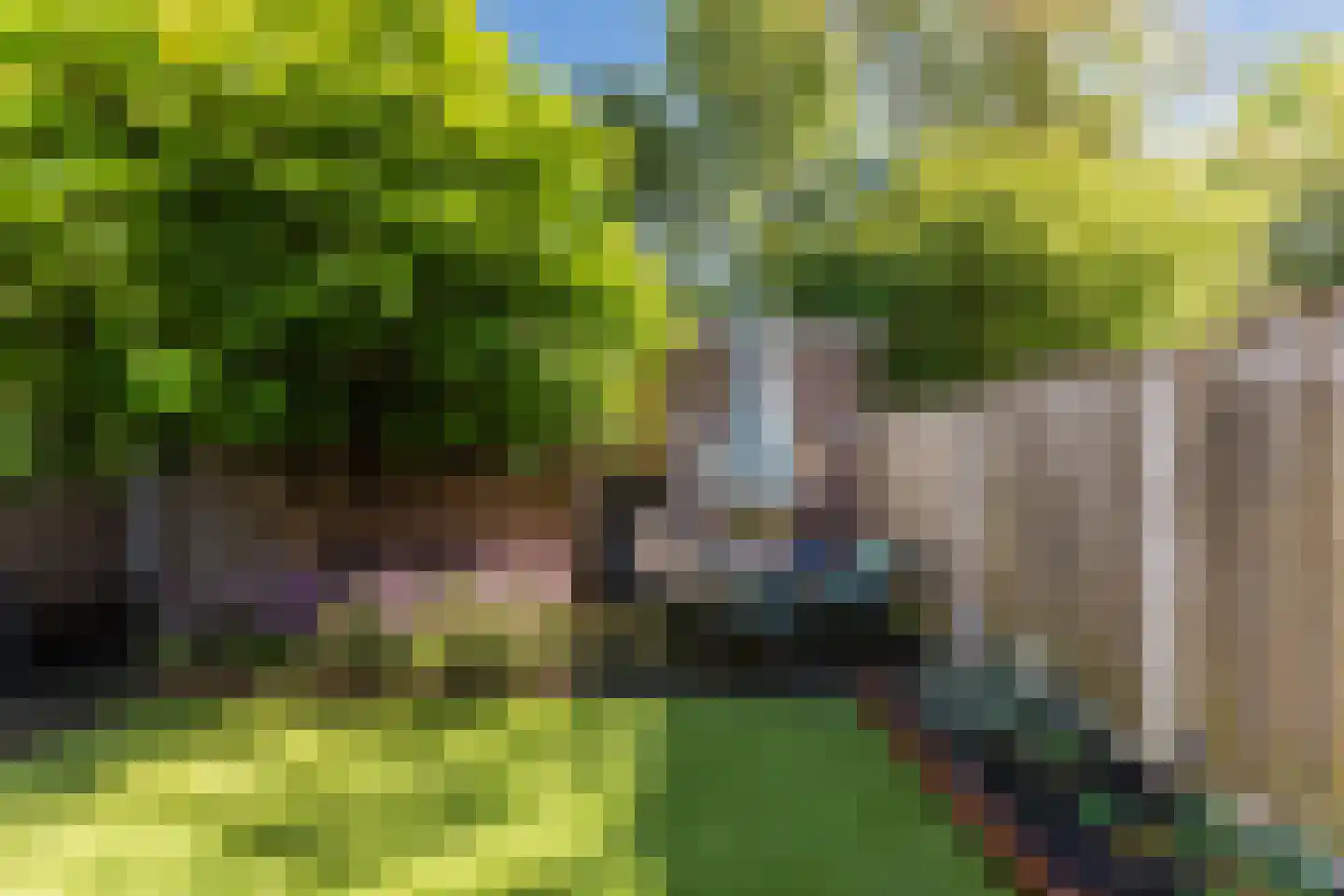 Schutsboom 1 Geldrop thumbnail 44