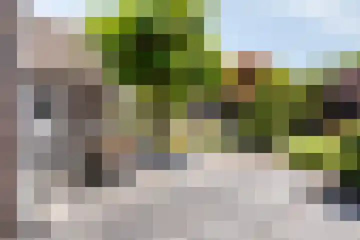 Schutsboom 20 Bergeijk thumbnail 39