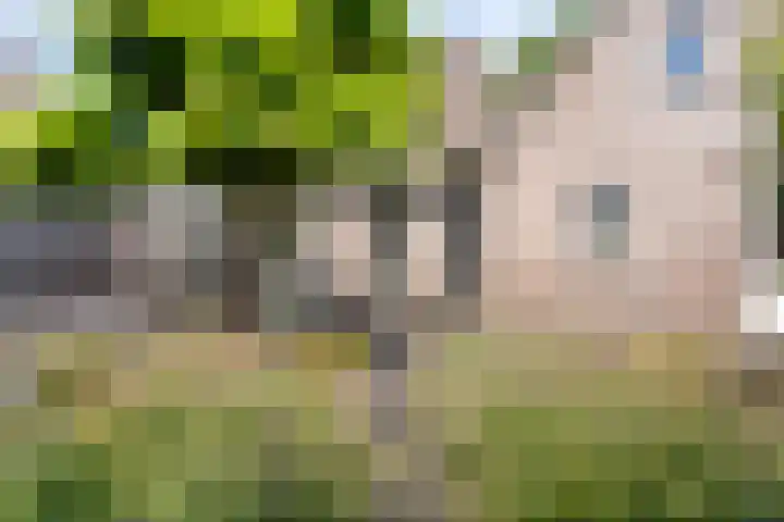 Schutsboom 20 Bergeijk thumbnail 46
