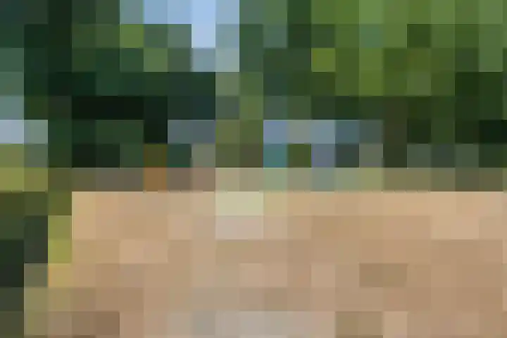 Schutsboom 20 Bergeijk thumbnail 48