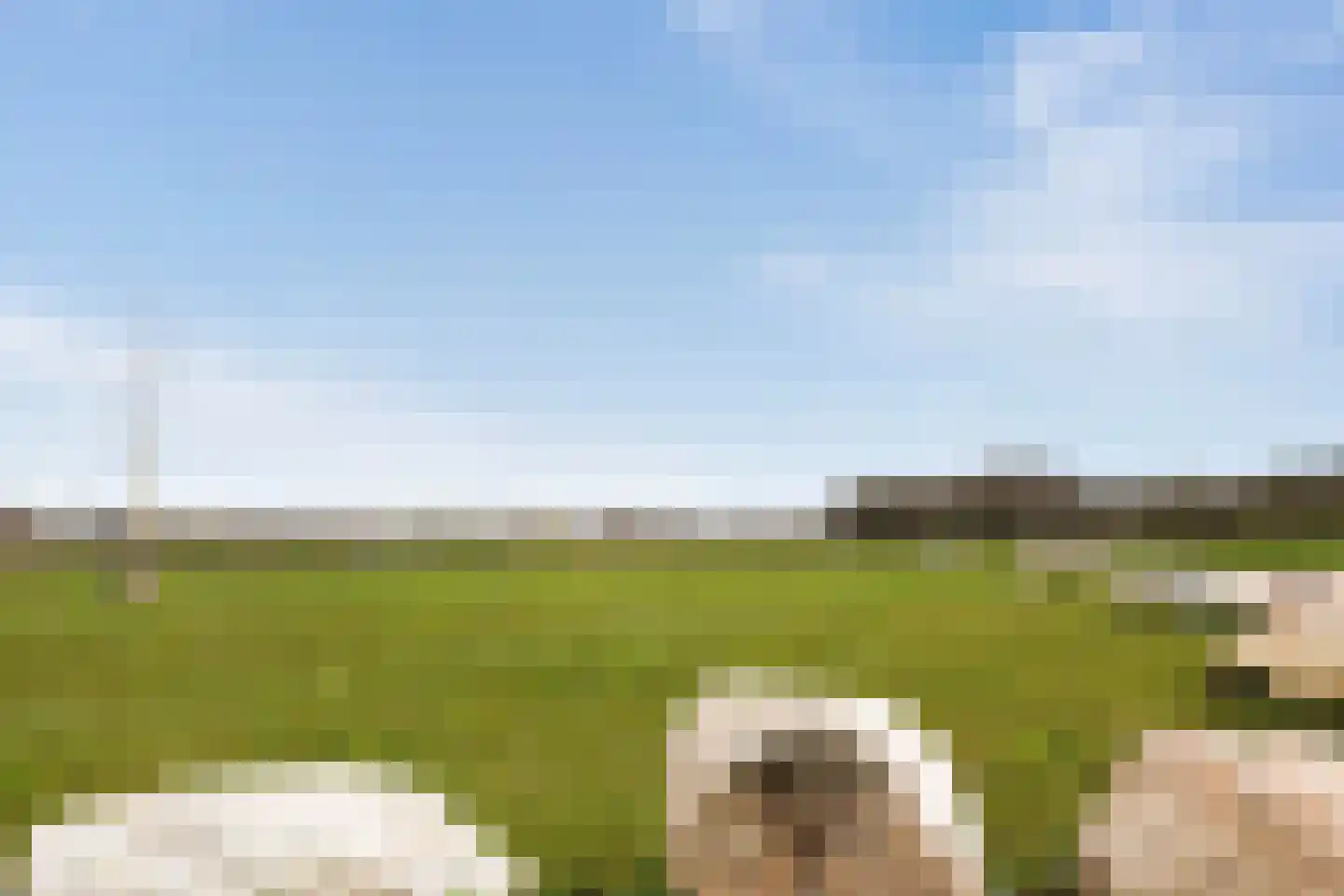 Schutsboom 20 Escharen thumbnail 29