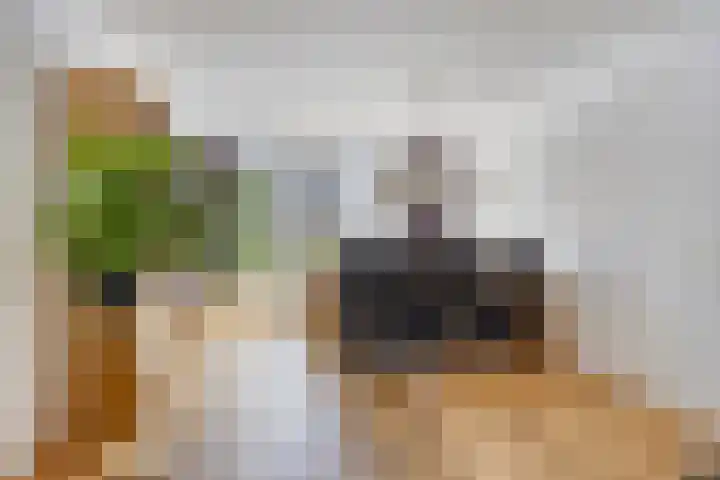Schutsboom 21 Bergeijk thumbnail 6