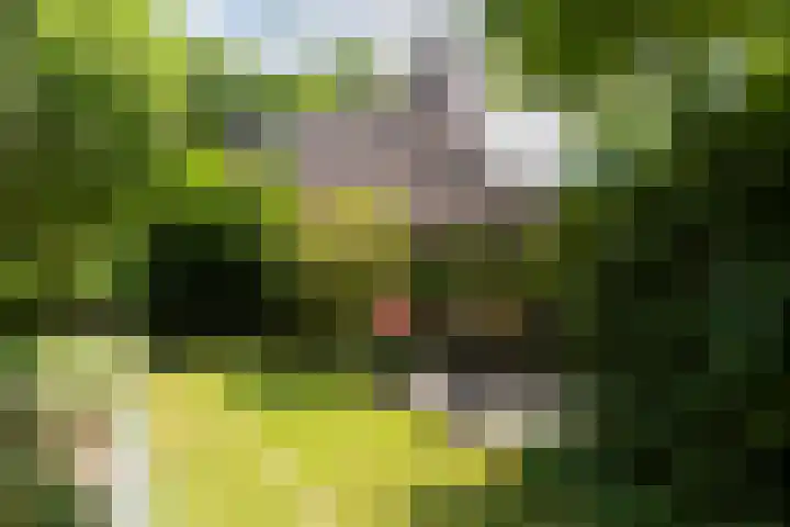 Schutsboom 30 Deurne thumbnail 29