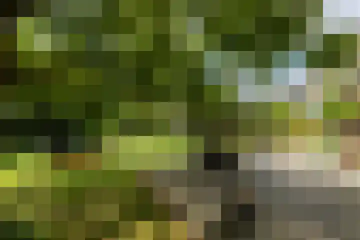 Schutsboom 30 Deurne thumbnail 32