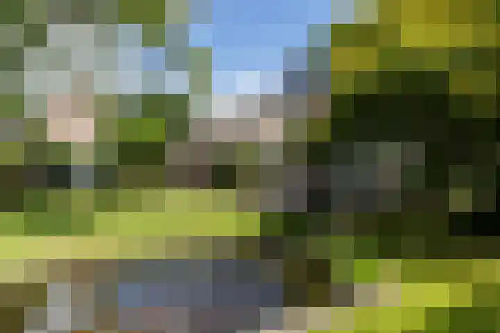 Schutsboom 30 Deurne thumbnail 34