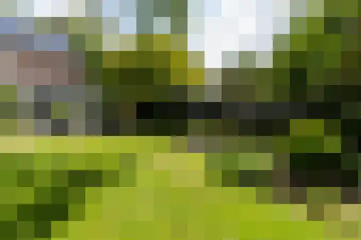 Schutsboom 30 Deurne thumbnail 38