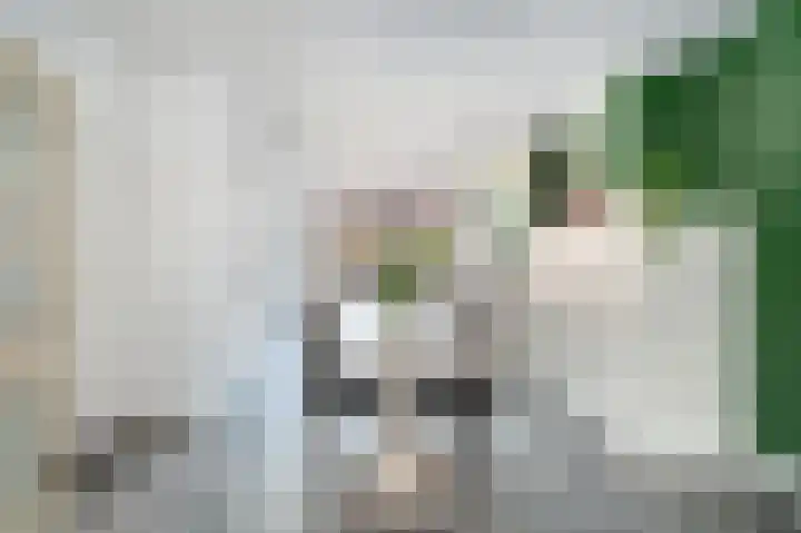 Schutsboom 32 Schijndel thumbnail 10