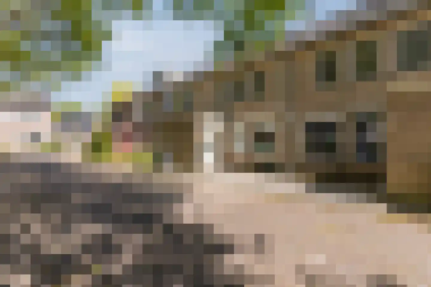 Schutsboom 37 Geldrop thumbnail 45