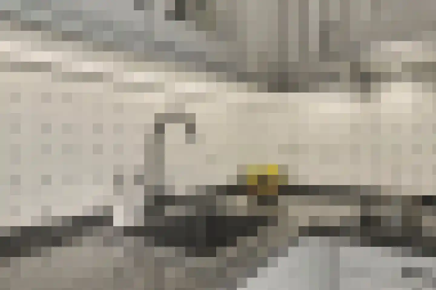 Schutsboom 4 Bladel thumbnail 15