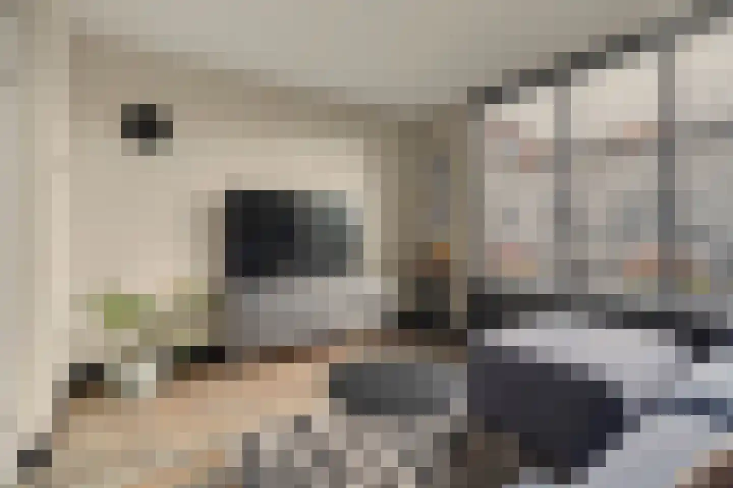 Schutsboom 4 Bladel thumbnail 19