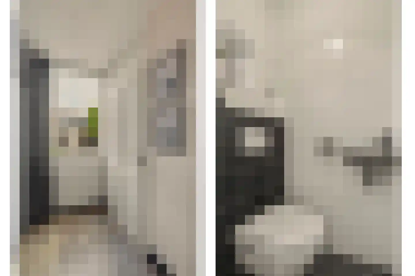 Schutsboom 4 Bladel thumbnail 9