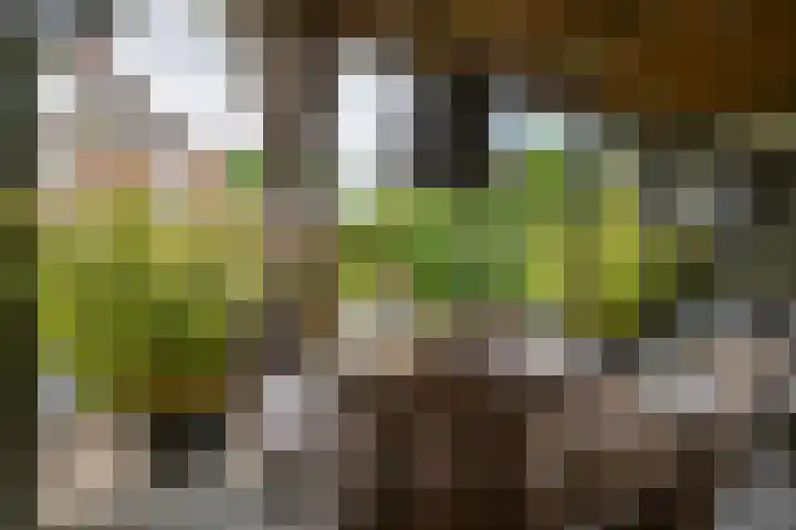 Schutsboom 42 Helmond thumbnail 49