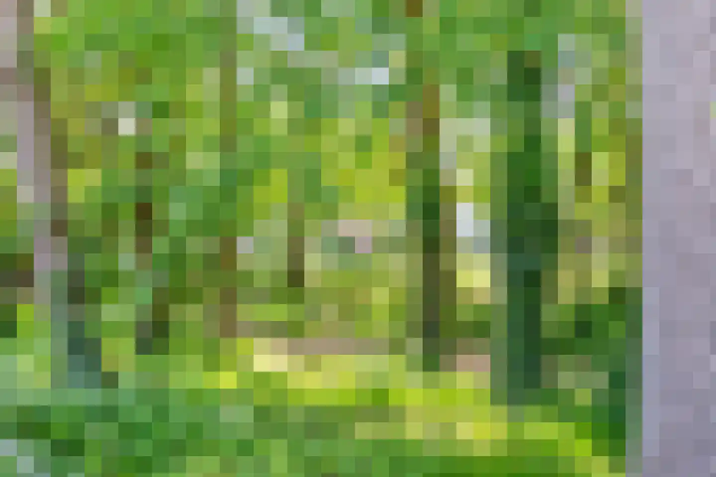 Schutsboom 48 Helmond thumbnail 53