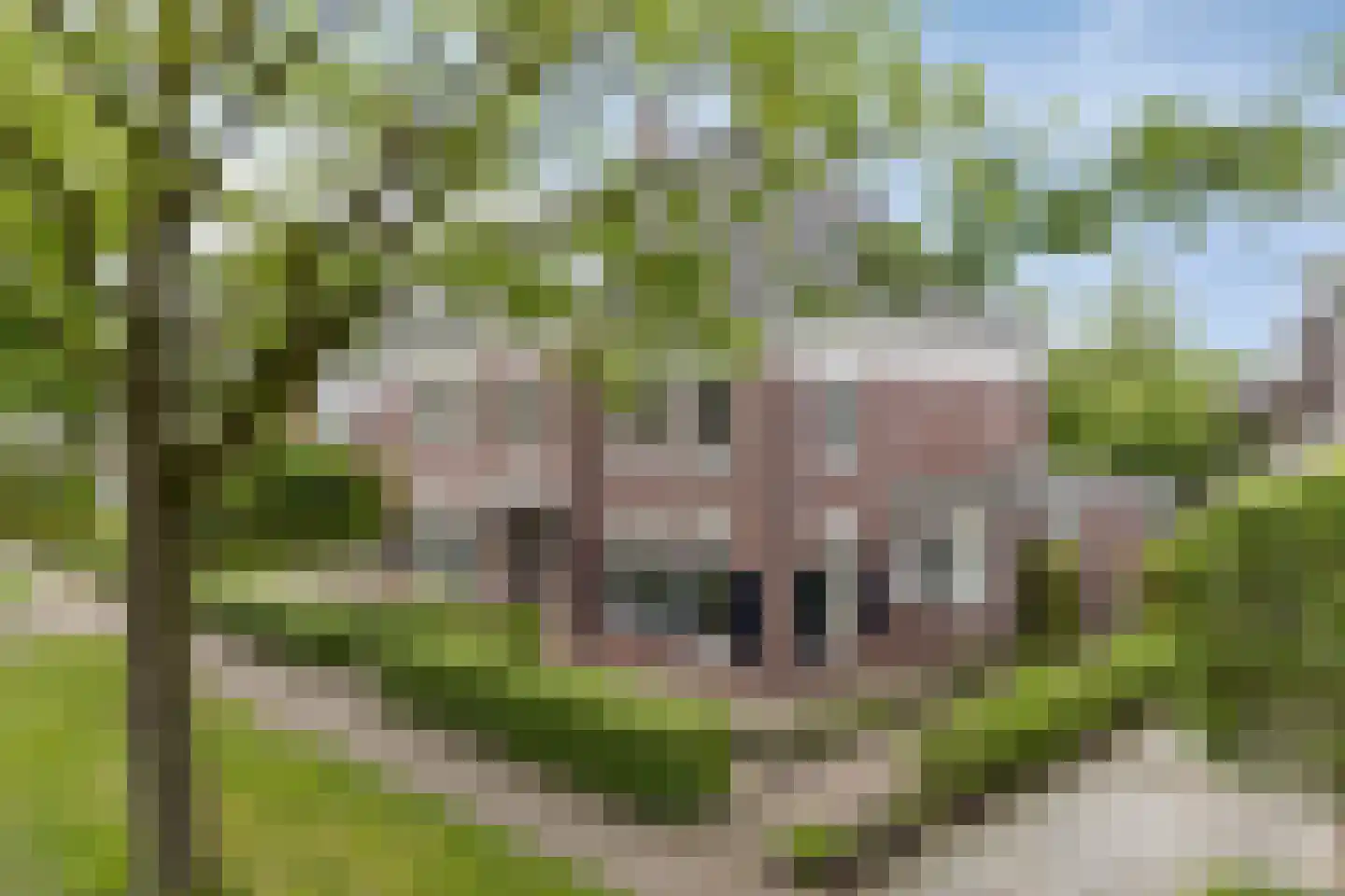 Schutsboom 71 A Helmond thumbnail 11