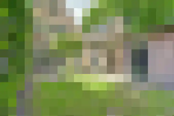 Schutsboom 74 Hilvarenbeek thumbnail 27