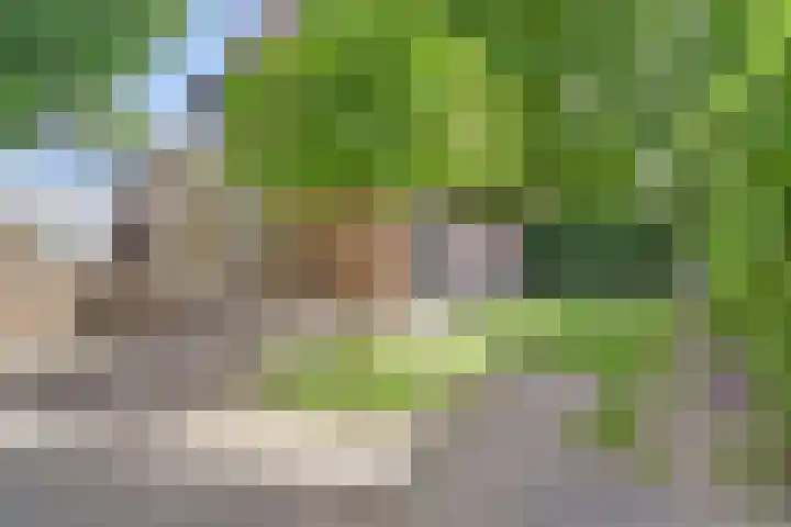Schutsboom 74 Hilvarenbeek thumbnail 29