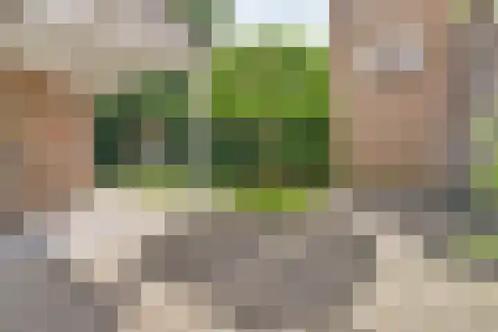 Schutsboom 74 Hilvarenbeek thumbnail 30