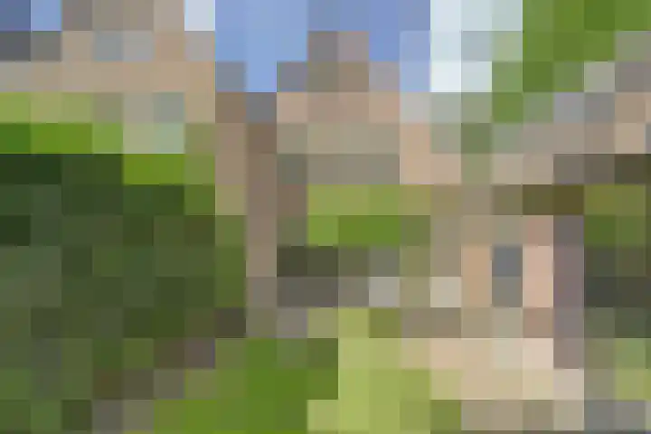 Schutsboom 74 Hilvarenbeek thumbnail 31
