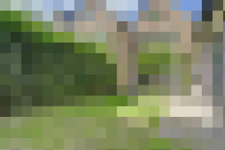 Schutsboom 74 Hilvarenbeek thumbnail 32