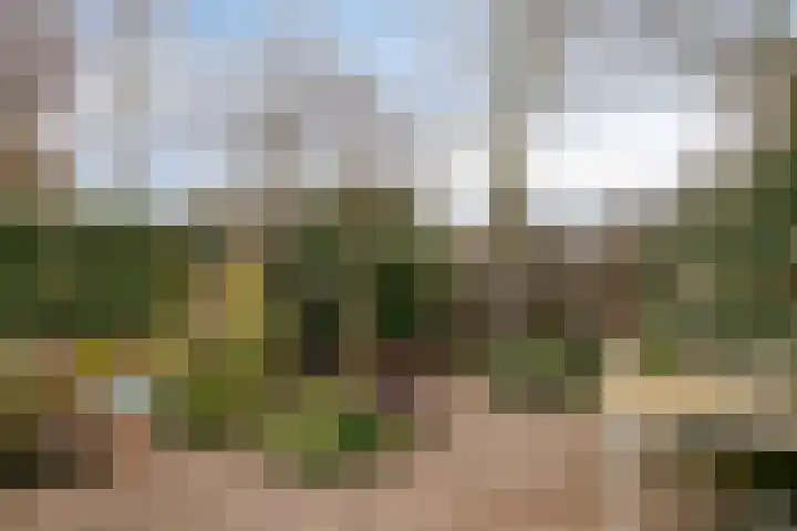 Schutsboom 9 Geldrop thumbnail 38