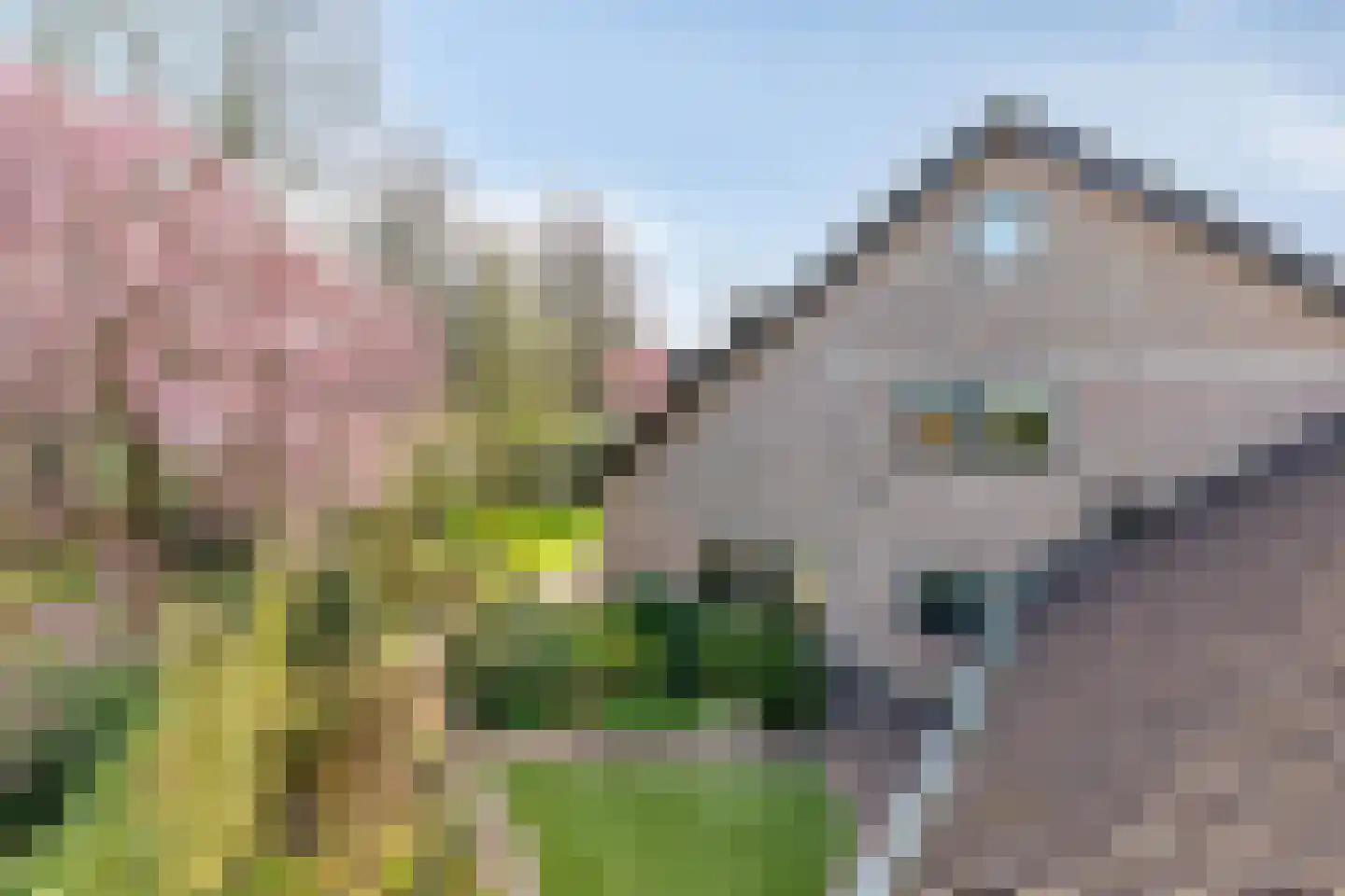 Schutsestraat 4 Prinsenbeek thumbnail 38