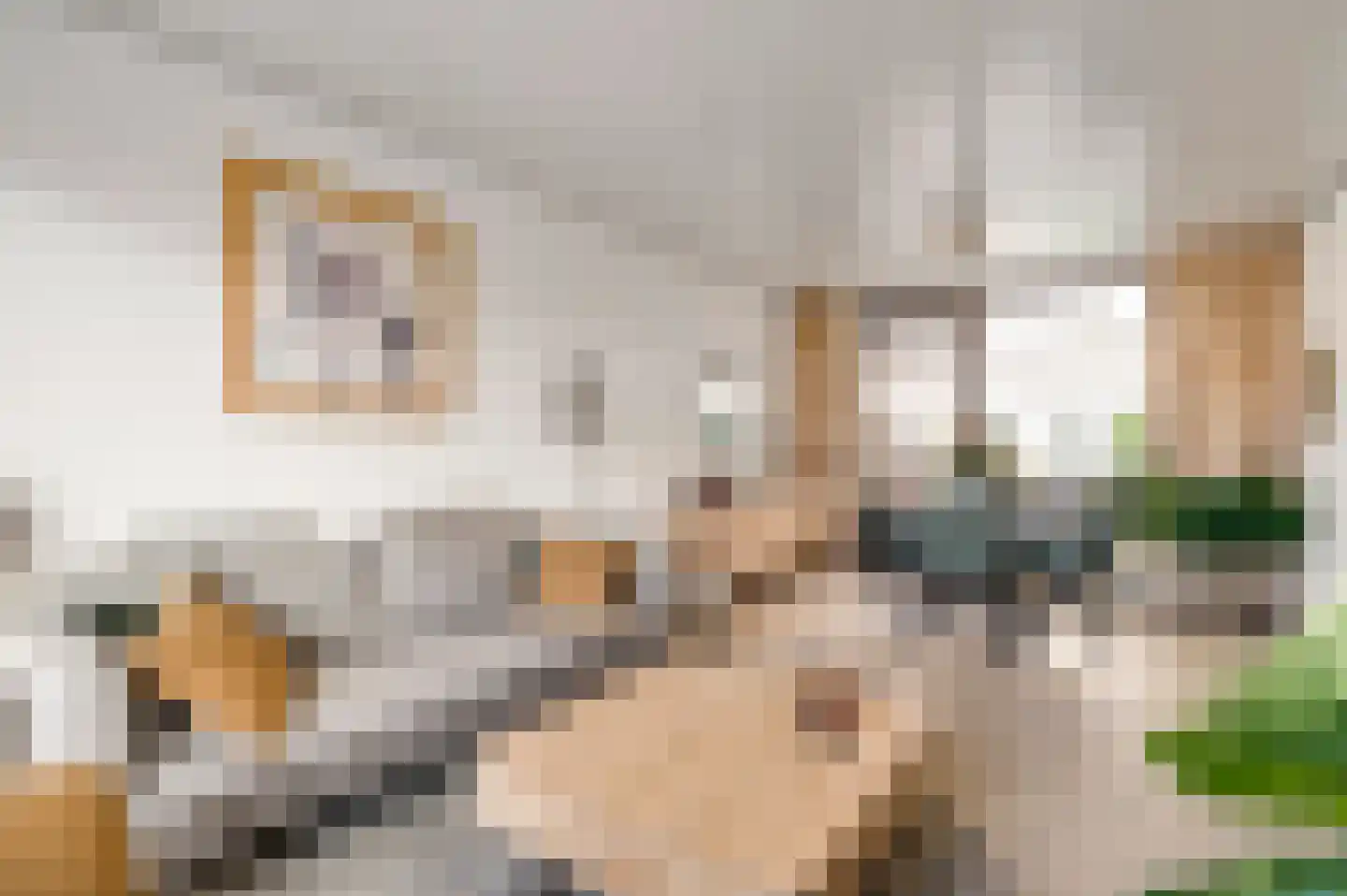 Schutteboom 6 Swalmen thumbnail 4