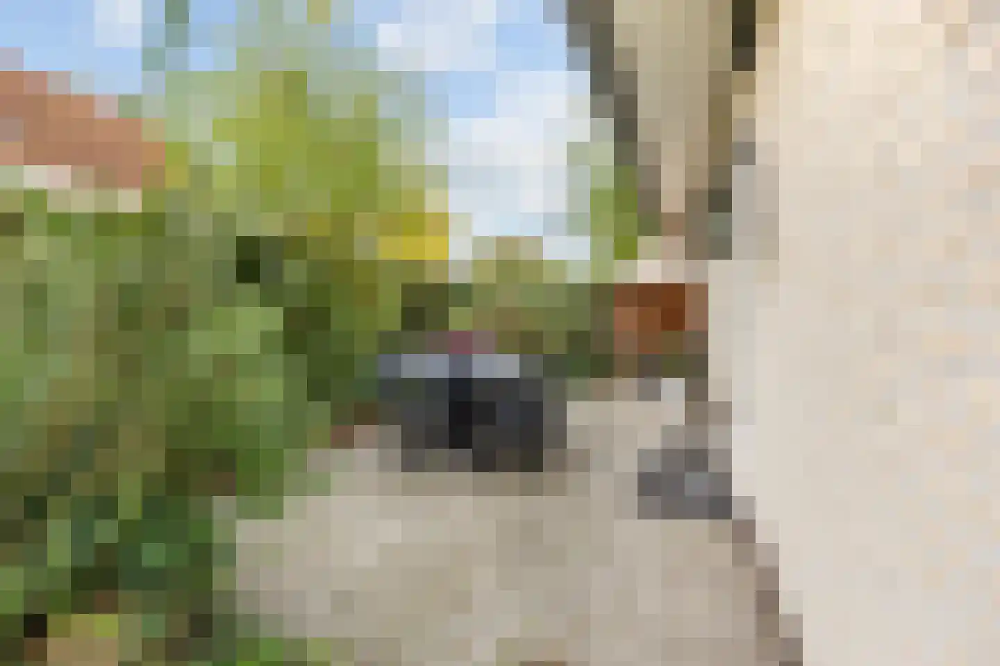 Schutteheide 1 155 Heel thumbnail 31