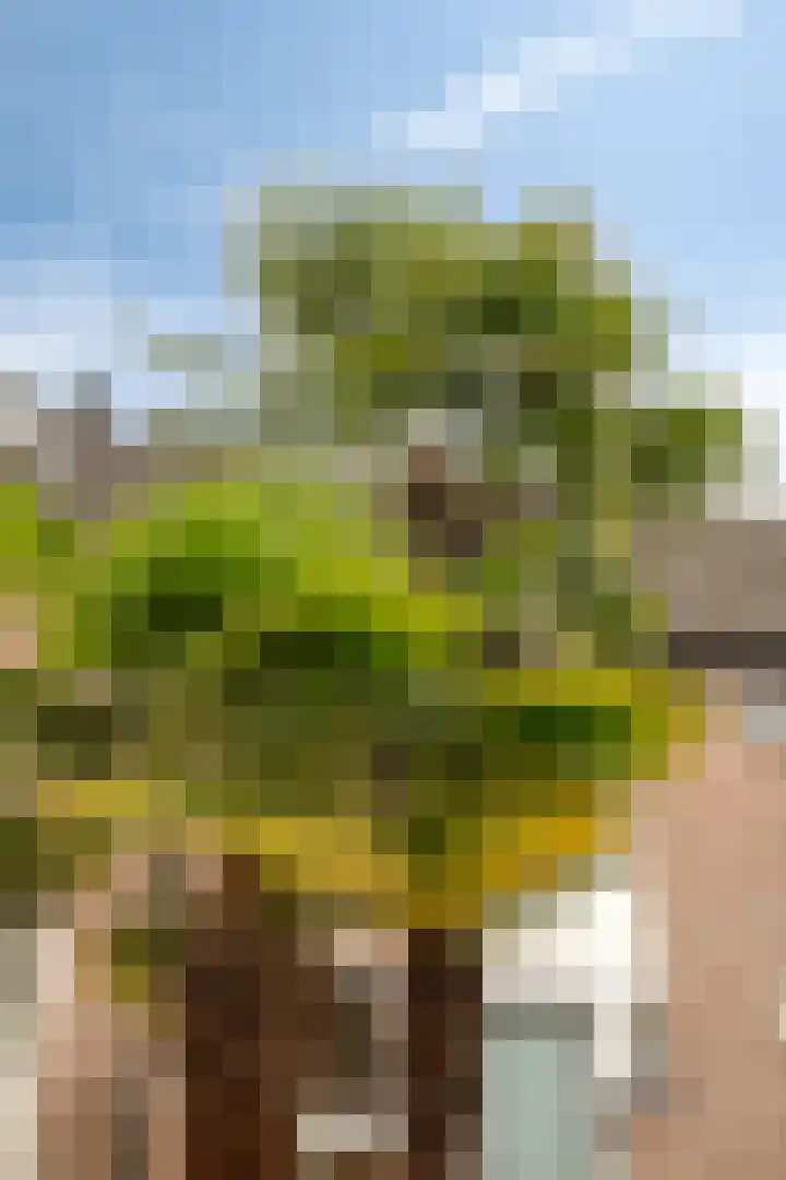 Schutterijakker 35 Nuenen thumbnail 35