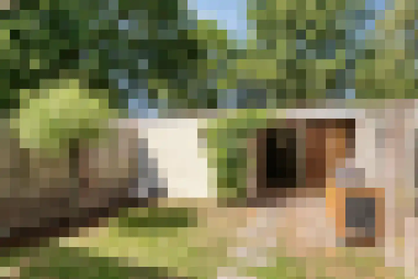 Schutterijakker 37 Nuenen thumbnail 34