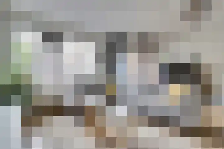 Schuttershof 15 Goes thumbnail 8