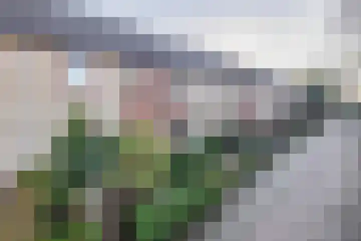 Schutterspad 41 Heelsum thumbnail 34