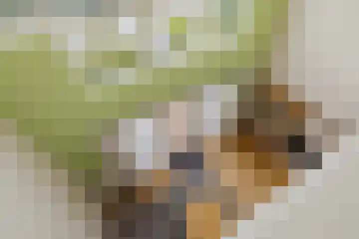 Schutterstraat 5 Delft thumbnail 27