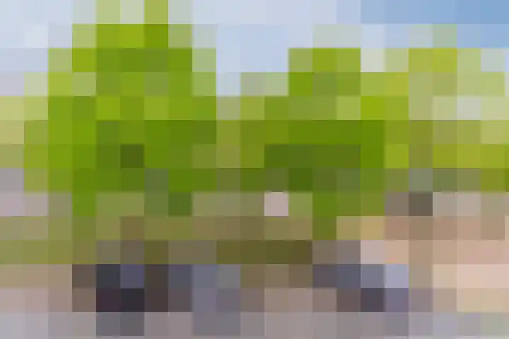 Schuurakker 16 Heeswijk-Dinther thumbnail 44